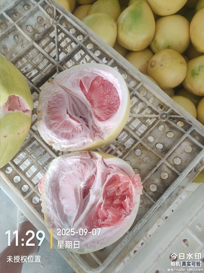 红心蜜柚