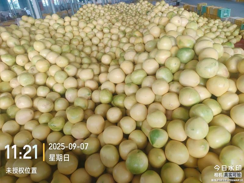 红心蜜柚