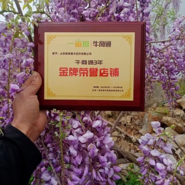 多花紫藤花苗树苗爬藤攀援植物紫罗兰紫藤苗丰花长穗藤