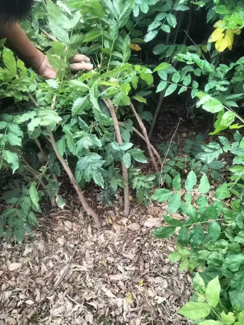 多花紫藤花苗树苗爬藤攀援植物紫罗兰紫藤苗丰花长穗藤