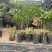 沉香树苗精品沉香苗大量上市成活率高13*15大杯苗