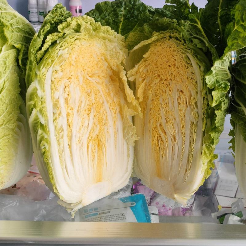 白菜品种齐全陆续上市中