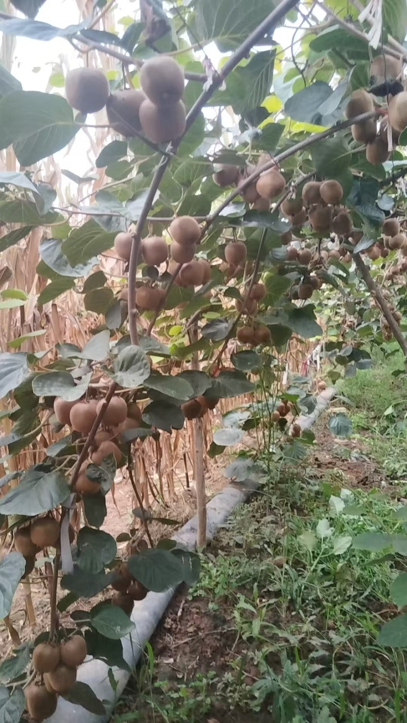 亚特80起步