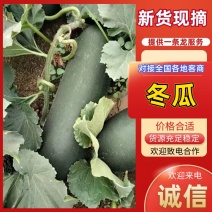 黑皮冬瓜，一手货源，新鲜采摘，产地直供，量大质优