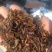 【梅干菜】精品梅干菜山东梅干菜基地直供品质保证