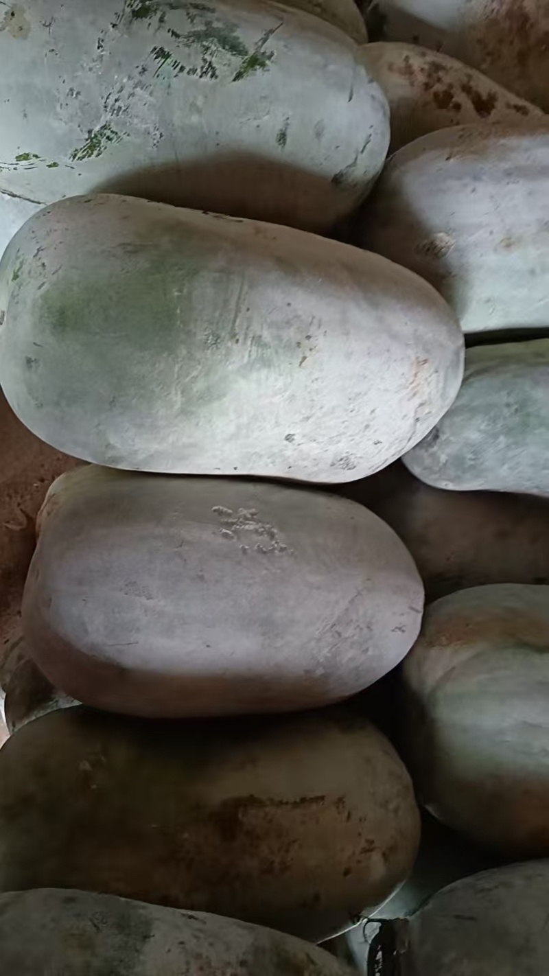 黑皮冬瓜，一手货源，新鲜采摘，产地直供，量大质优