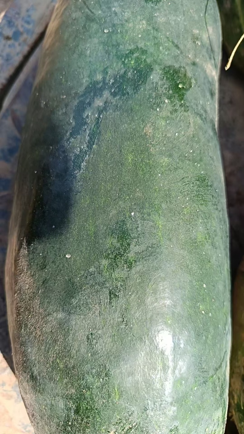 黑皮冬瓜，一手货源，新鲜采摘，产地直供，量大质优