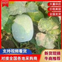白皮冬瓜一手货源，产地直供，对接全国，新鲜采摘，量大之忧