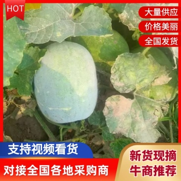 白皮冬瓜一手货源，产地直供，对接全国，新鲜采摘，量大之忧