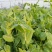 四季芽苗菜种子无须豆尖1号豌豆苗种子专吃苗柔嫩清香豌豆尖