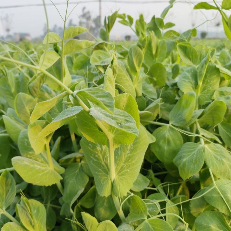 四季芽苗菜种子无须豆尖1号豌豆苗种子专吃苗柔嫩清香豌豆尖