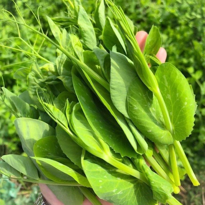 四季芽苗菜种子无须豆尖1号豌豆苗种子专吃苗柔嫩清香豌豆尖