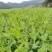 四季芽苗菜种子无须豆尖1号豌豆苗种子专吃苗柔嫩清香豌豆尖