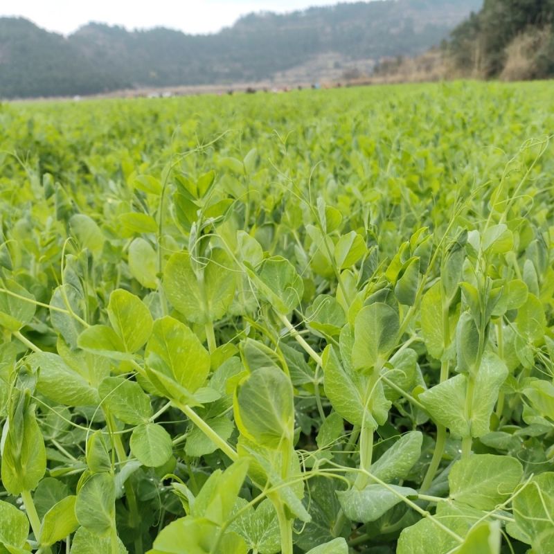 四季芽苗菜种子无须豆尖1号豌豆苗种子专吃苗柔嫩清香豌豆尖