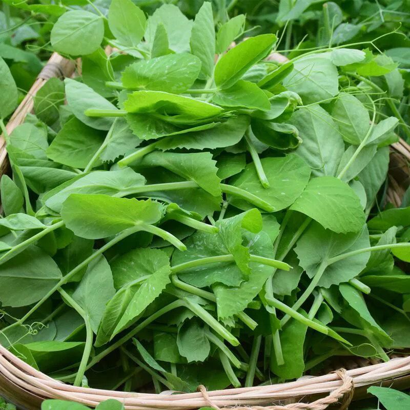 四季芽苗菜种子无须豆尖1号豌豆苗种子专吃苗柔嫩清香豌豆尖