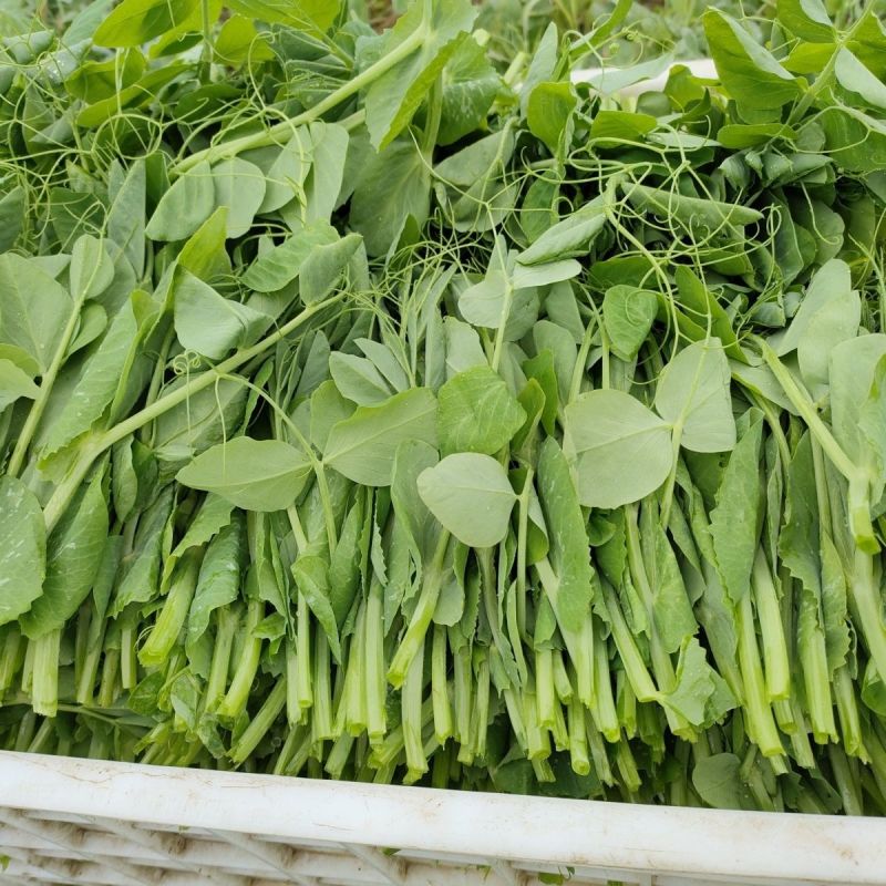 四季芽苗菜种子无须豆尖1号豌豆苗种子专吃苗柔嫩清香豌豆尖