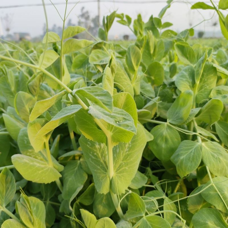 四季芽苗菜种子无须豆尖1号豌豆苗种子专吃苗柔嫩清香豌豆尖