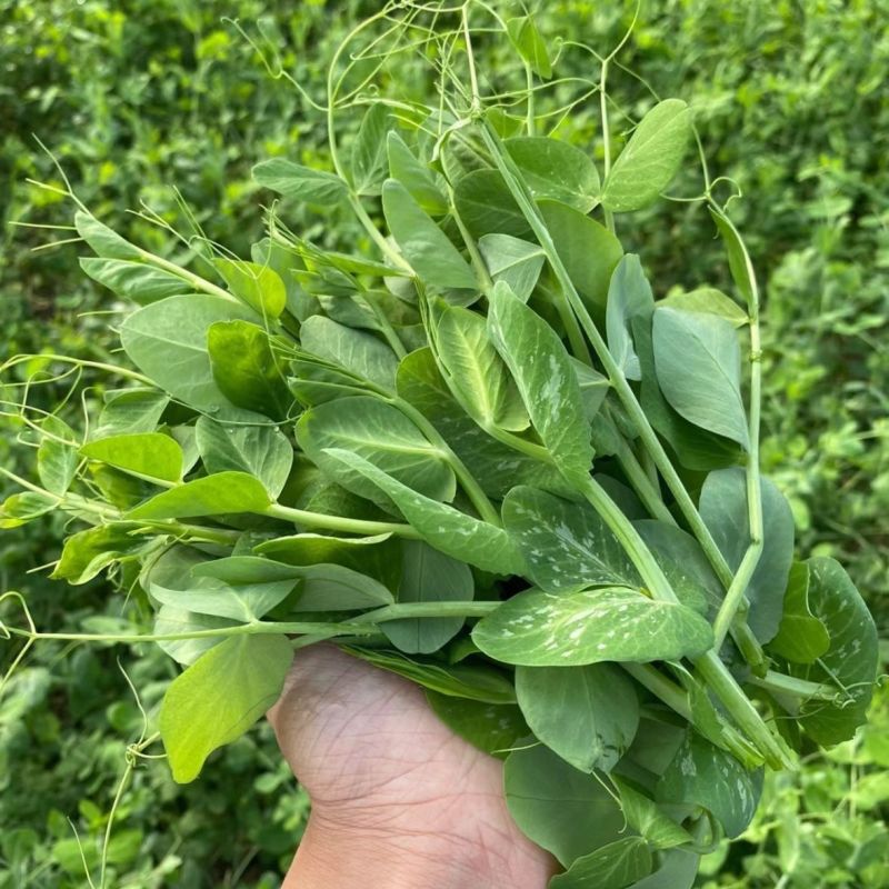 四季芽苗菜种子无须豆尖1号豌豆苗种子专吃苗柔嫩清香豌豆尖