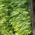 四季芽苗菜种子无须豆尖1号豌豆苗种子专吃苗柔嫩清香豌豆尖