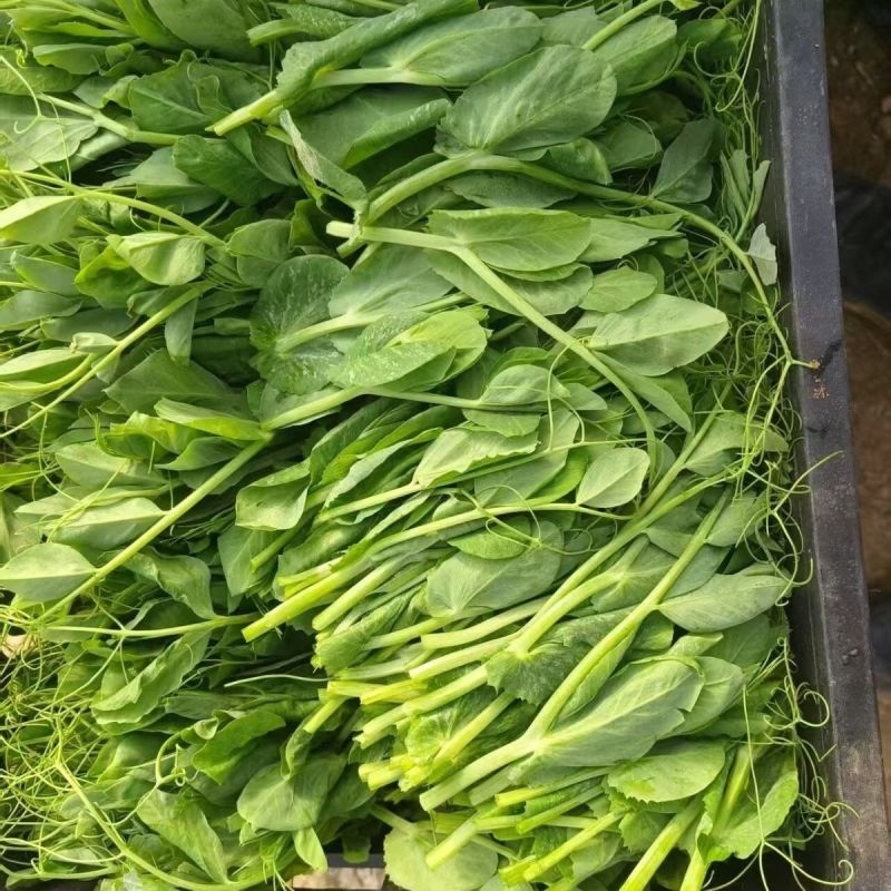 四季芽苗菜种子无须豆尖1号豌豆苗种子专吃苗柔嫩清香豌豆尖