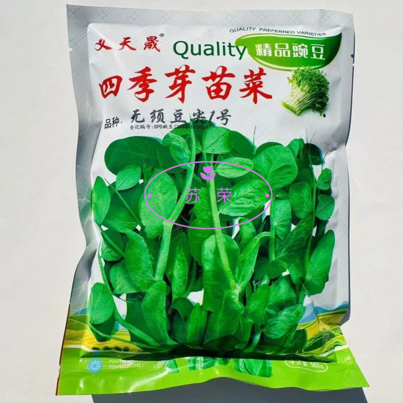 四季芽苗菜种子无须豆尖1号豌豆苗种子专吃苗柔嫩清香豌豆尖