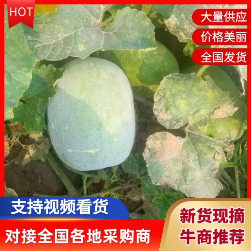 白皮冬瓜一手货源，产地直供，对接全国，新鲜采摘，量大之忧