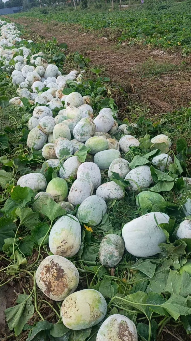 白皮冬瓜一手货源，产地直供，对接全国，新鲜采摘，量大之忧