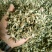 （梅干菜）精品无沙基地直供山东梅干菜质量保证
