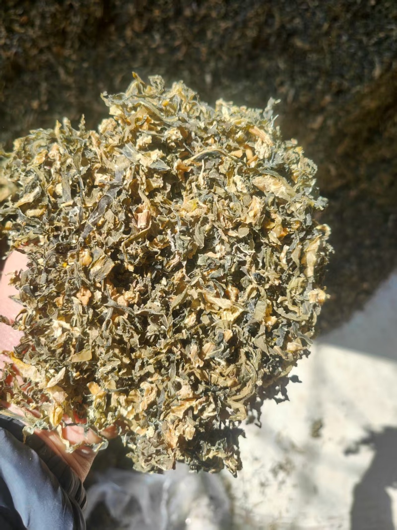 （梅干菜）精品无沙基地直供山东梅干菜质量保证