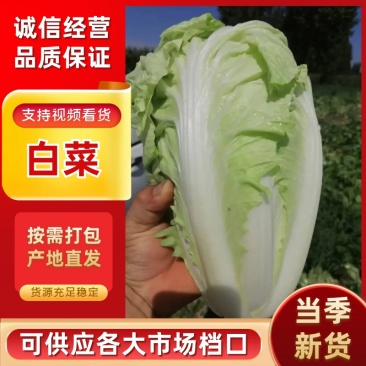 50白菜，一手货源，产地直销，新鲜采摘，量大质优
