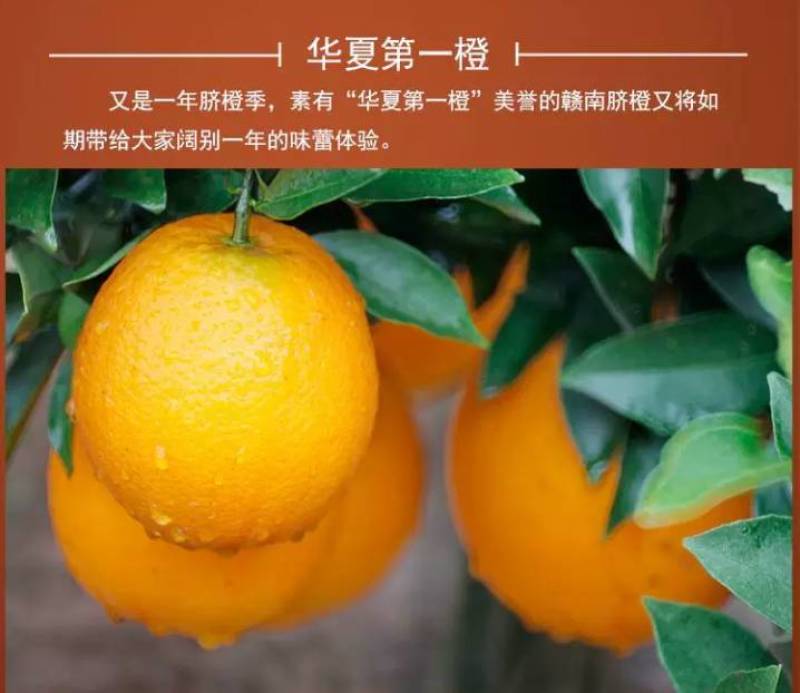 新鲜脐橙现摘现发，甜美多汁，健康美味**！