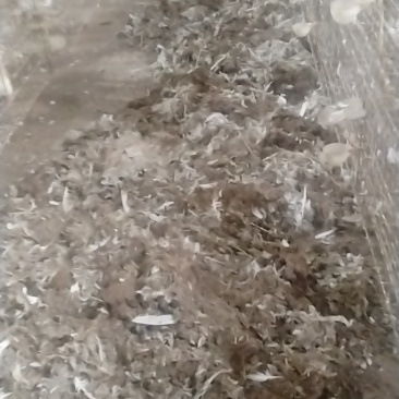 鸽子粪