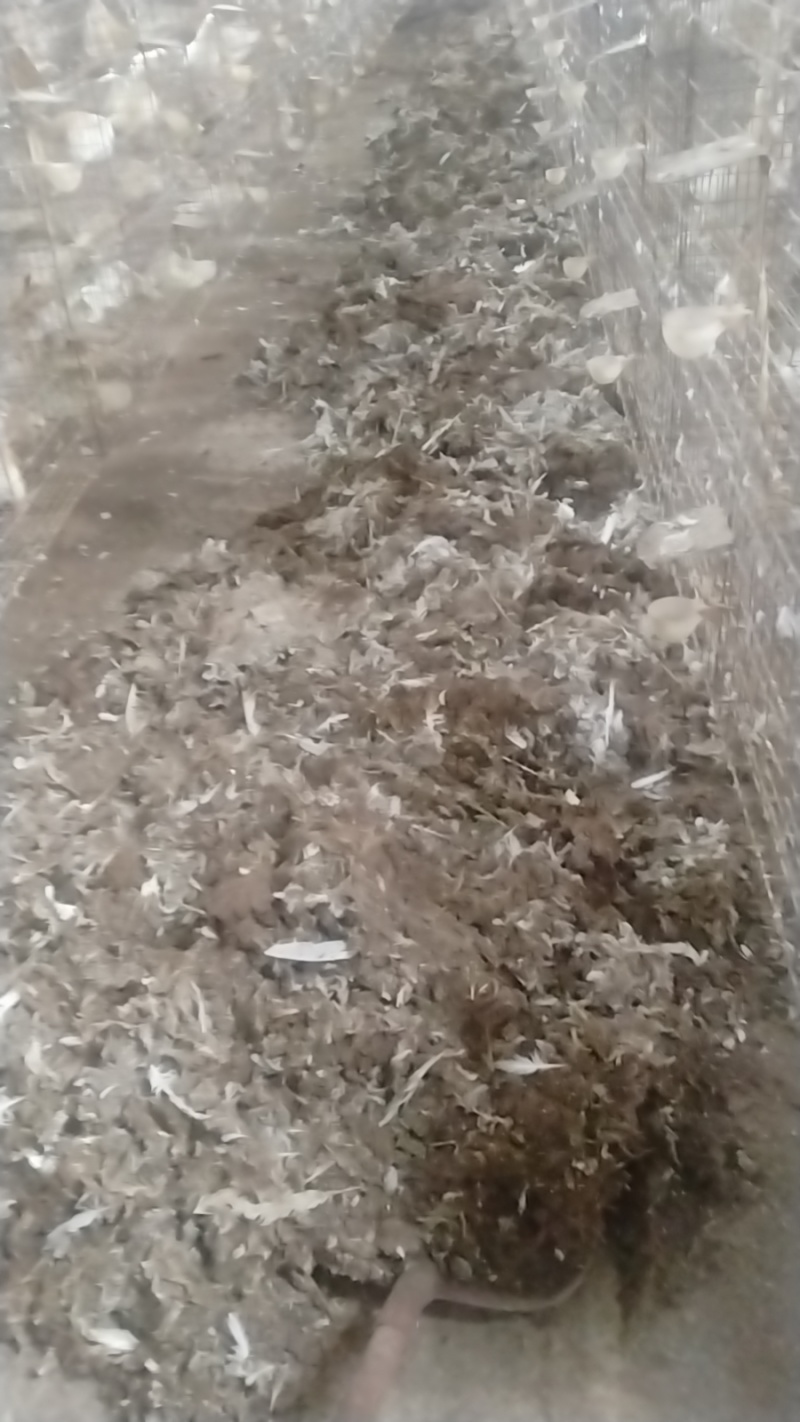 鸽子粪