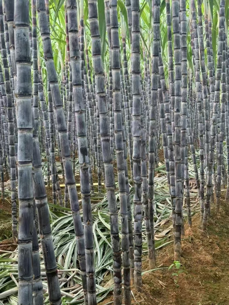广西黑皮甘蔗，皮薄汁多，又脆又甜，产地一手货源