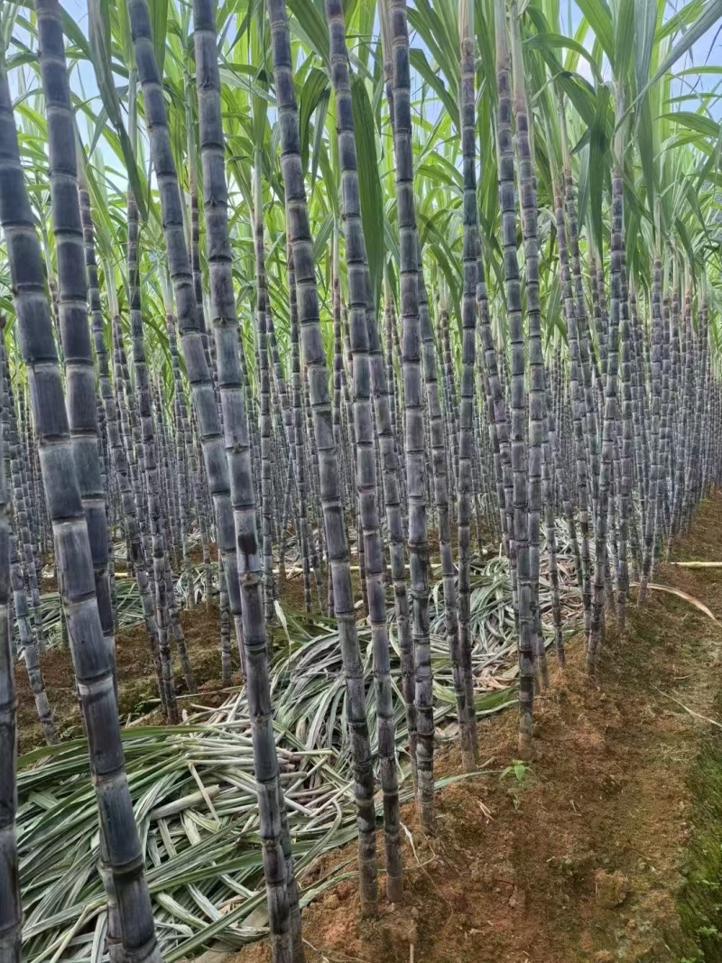 广西黑皮甘蔗，皮薄汁多，又脆又甜，产地一手货源