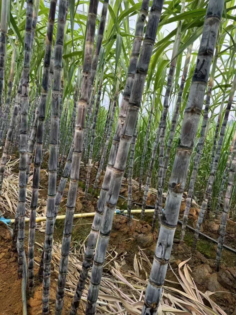 广西黑皮甘蔗，皮薄汁多，又脆又甜，产地一手货源