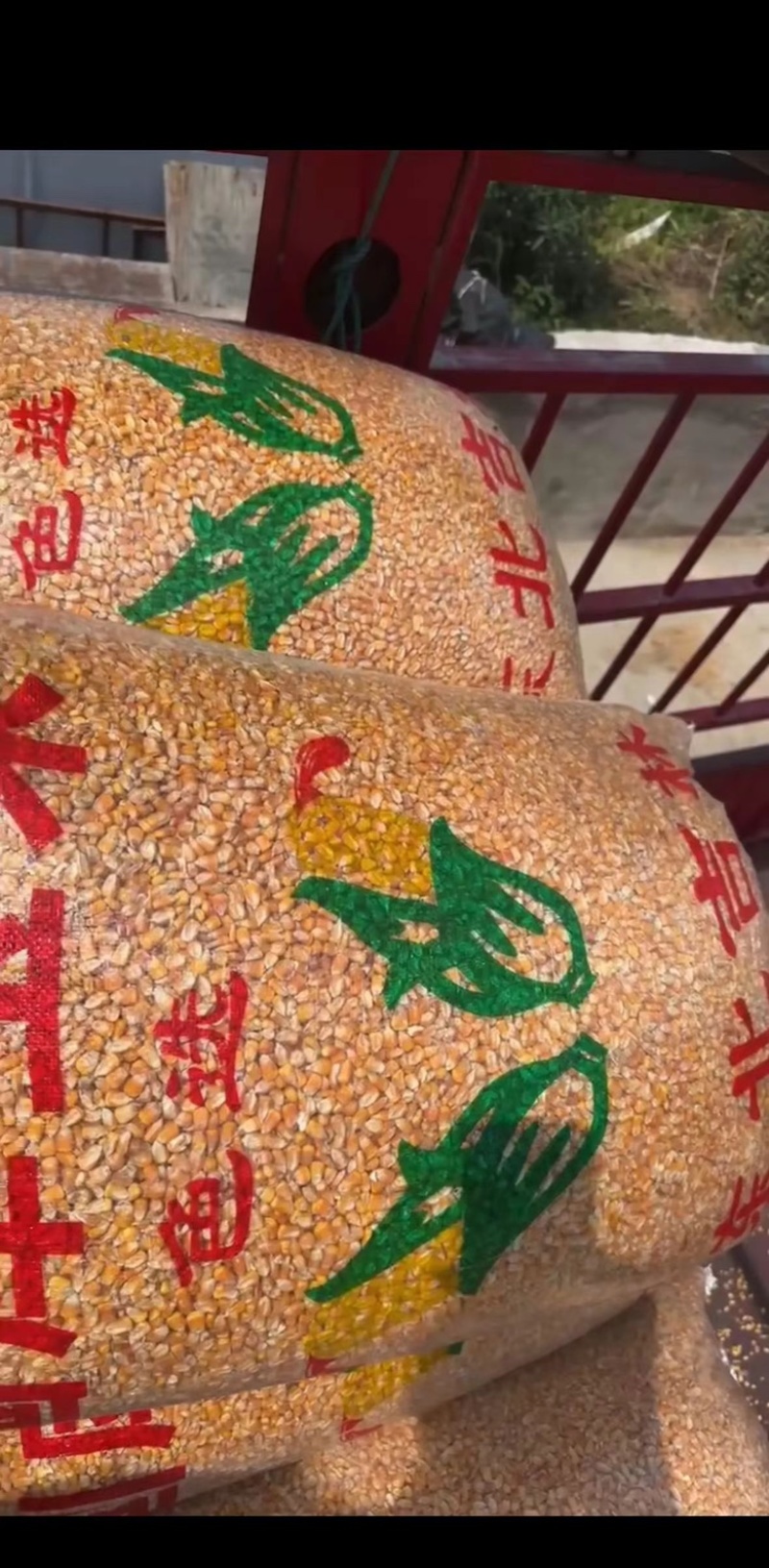 玉米粒，新鲜现货，产地直发品质保证，量大从优！