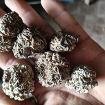 核桃菌**大货，黑红色，，大量现货