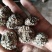 核桃菌**大货，黑红色，，大量现货