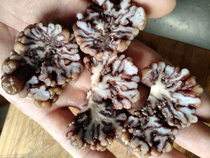 核桃菌**大货，黑红色，，大量现货