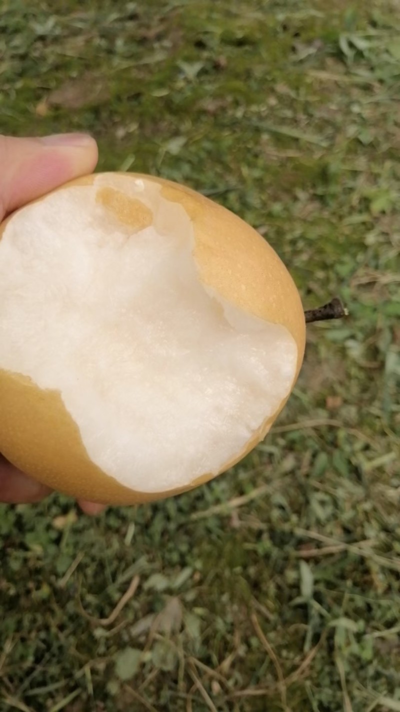 秋月梨，新高梨