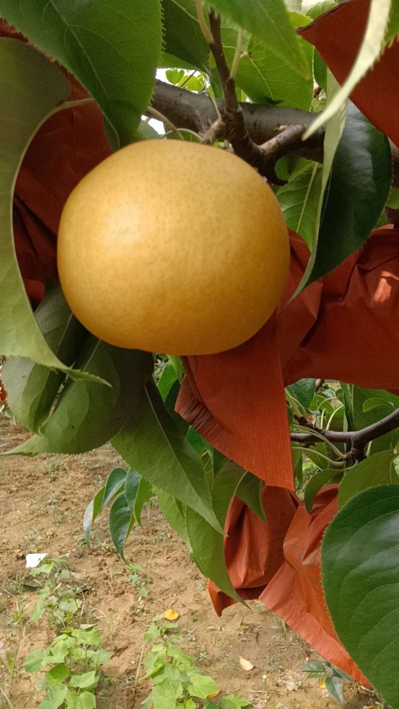 秋月梨，新高梨