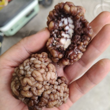 核桃菌，猴脑菌，大货，泡发7公分