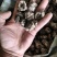 核桃菌，猴脑菌，大货，泡发7公分