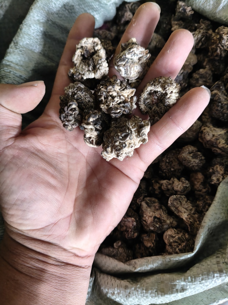 核桃菌，猴脑菌，大货，泡发7公分