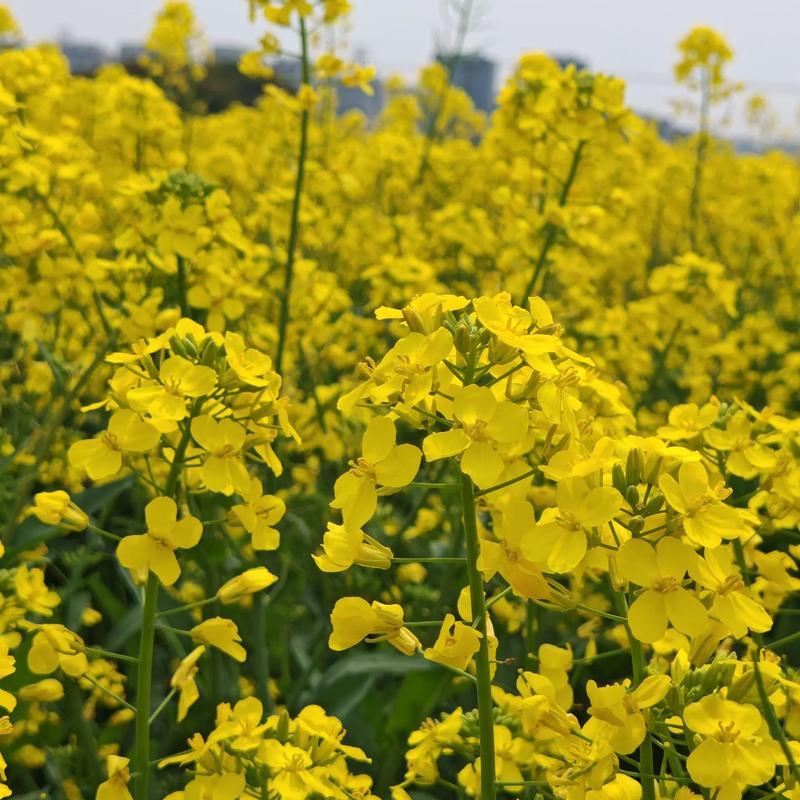 沣油杂776三系杂交油菜种子矮杆抗病强大田秋播精选油菜种