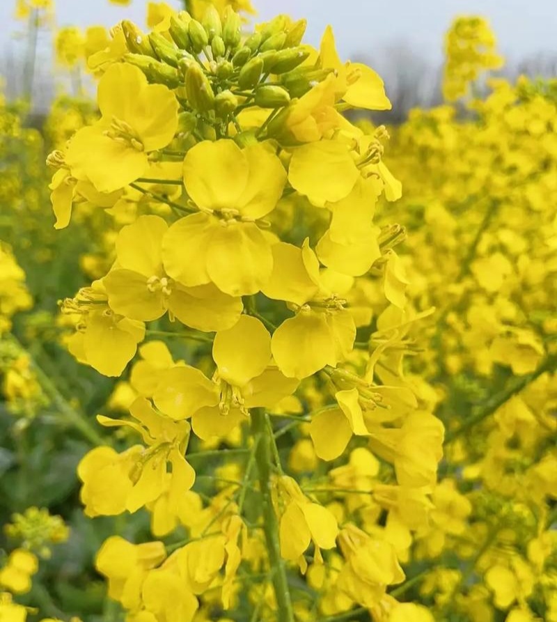 沣油杂776三系杂交油菜种子矮杆抗病强大田秋播精选油菜种