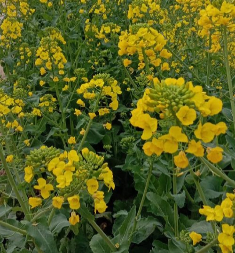 沣油杂776三系杂交油菜种子矮杆抗病强大田秋播精选油菜种