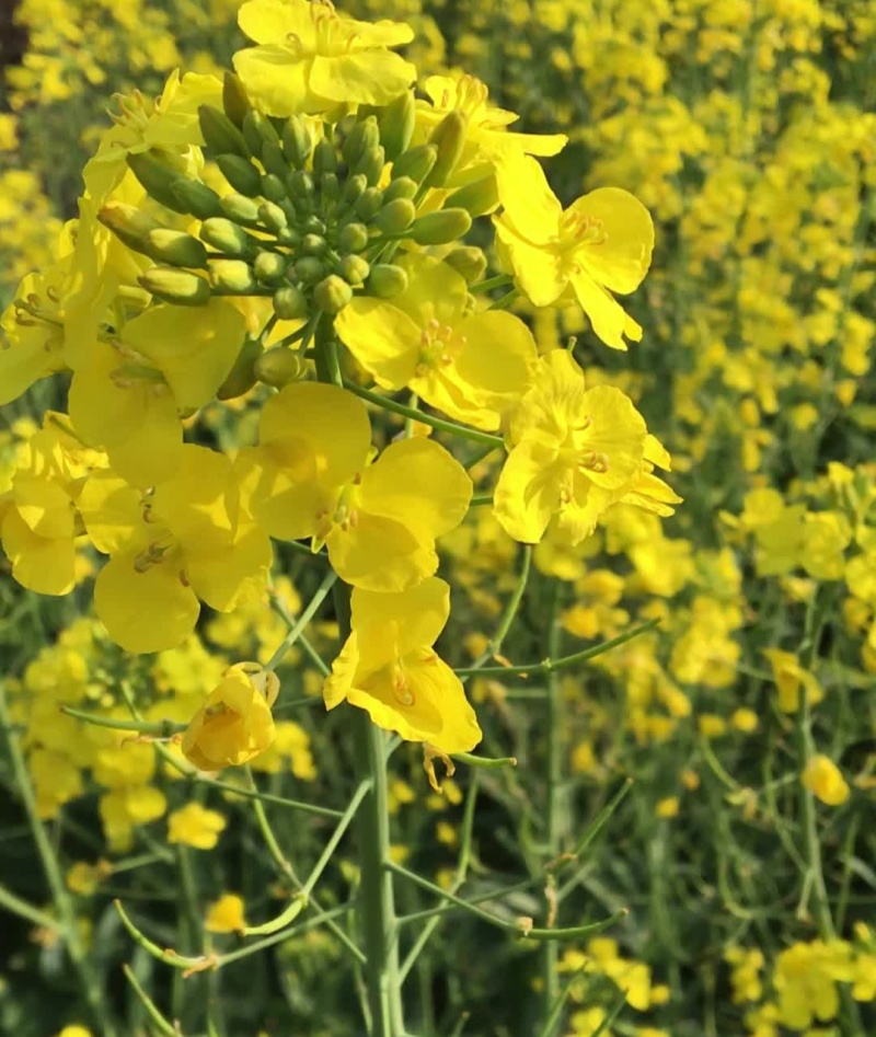 沣油杂776三系杂交油菜种子矮杆抗病强大田秋播精选油菜种