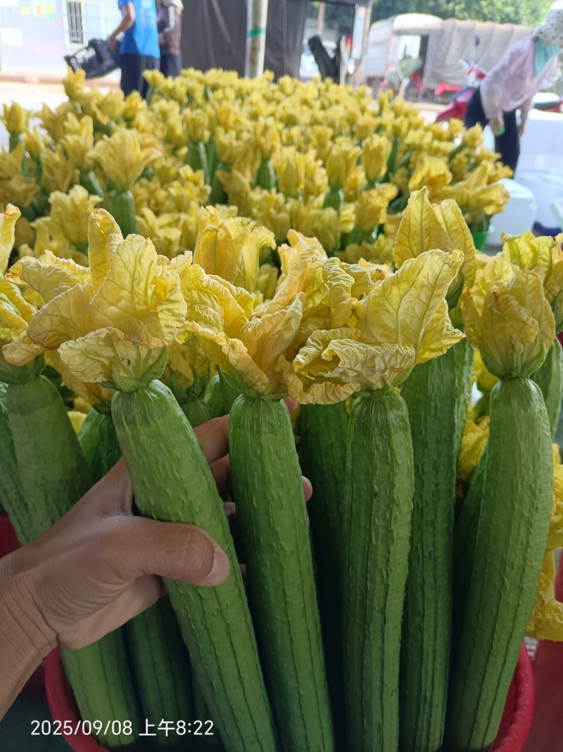 云南鲜花丝瓜大量上市，产地直发，对接全国欢迎咨询采购